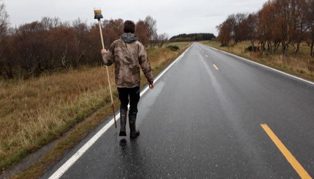 Forsker Svein Morten Eilertsen setter ut lampe med mottaker langs veien. Når reinen kommer i nærheten begynner lampa å blinke. Bildet er fra testforsøk på sau ved NIBIO Tjøtta. Forsker Svein Morten Eilertsen setter ut lampe med mottaker langs veien. Når reinen kommer i nærheten begynner lampa å blinke. Bildet er fra testforsøk på sau ved NIBIO Tjøtta.