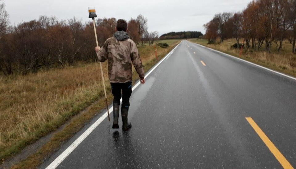 Forsker Svein Morten Eilertsen setter ut lampe med mottaker langs veien. Når reinen kommer i nærheten begynner lampa å blinke. Bildet er fra testforsøk på sau ved NIBIO Tjøtta.