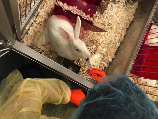 Rabbits have copulation induced ovulation. Since Prozac reduces human´s ability to climax, Mihaela Pavlicev and her team gave rabbits the medicine to see whether it affected ovulation. Rabbits have copulation induced ovulation. Since Prozac reduces human´s ability to climax, Mihaela Pavlicev and her team gave rabbits the medicine to see whether it affected ovulation.