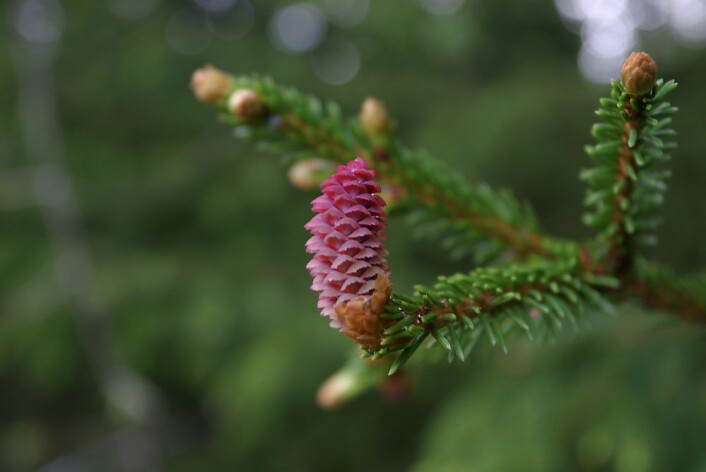 Pollen fra hannblomstene bestøver hunnblomsten. Under dannelse av frøet er det mottakelig for impulser fra omgivelsene – slik som temperatur og daglengde – impulser som kan prege planten for resten av livet. (Foto: John Y. Larsson/Skog og landskap) Pollen fra hannblomstene bestøver hunnblomsten. Under dannelse av frøet er det mottakelig for impulser fra omgivelsene – slik som temperatur og daglengde – impulser som kan prege planten for resten av livet. (Foto: John Y. Larsson/Skog og landskap)
