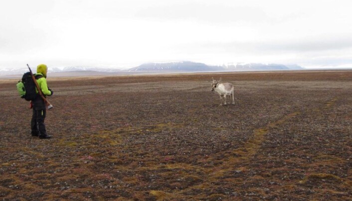 Mathilde Le Moullec and her field partner Morgan Bender spent weeks hiking and camping across Svalbard to tally reindeer. Mathilde Le Moullec and her field partner Morgan Bender spent weeks hiking and camping across Svalbard to tally reindeer.