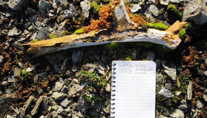 A 400-year-old reindeer antler that Le Moullec found on Prins Karls Forland. A 400-year-old reindeer antler that Le Moullec found on Prins Karls Forland.