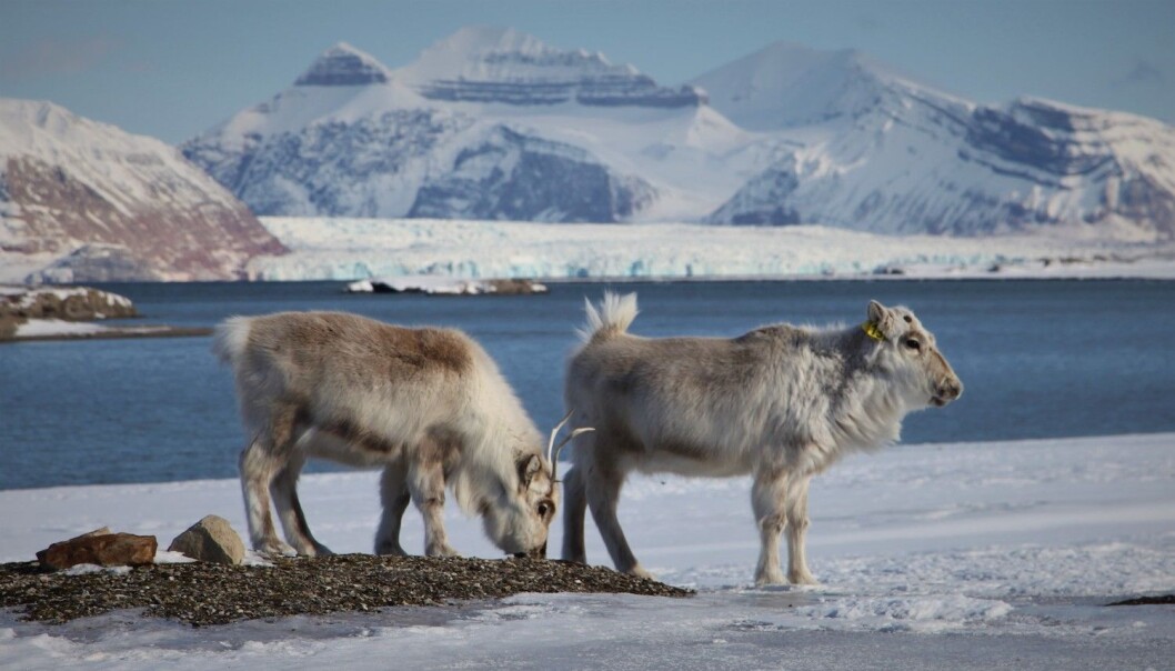 Reindeer grazing on an open patch of vegetation surrounded by ice and snow. Reindeer grazing on an open patch of vegetation surrounded by ice and snow.