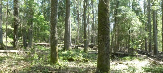 De mange måtene å se skog på