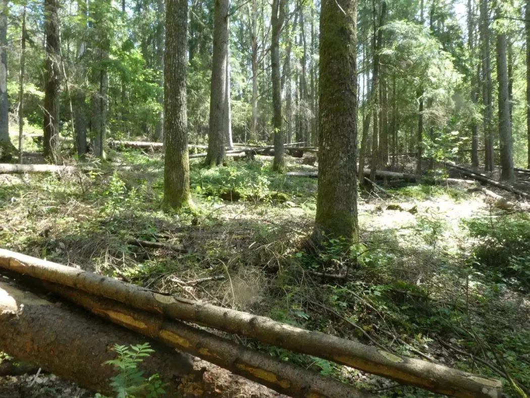 I TRANSFOREST-prosjektet prøver vi å fremelske edelløvskogen ved å ta ut gran og bjørk.