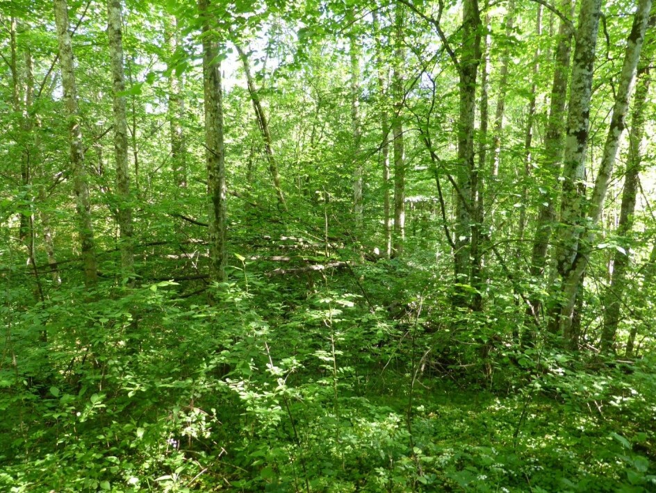 :] Grunneierne ser både muligheter og utfordringer med sine gjengroingsskoger med edelløvtrær.