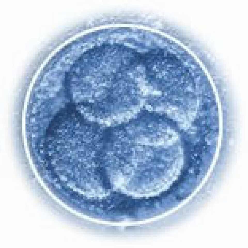 'Stamceller i et embryo.'