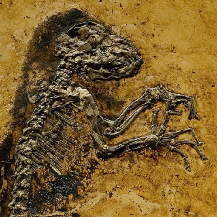 Ida - Darwinius masillae - det manglende mellomleddet. (Foto: Jørn Hurum, Geologisk museum ved Universitetet i Oslo.) Ida - Darwinius masillae - det manglende mellomleddet. (Foto: Jørn Hurum, Geologisk museum ved Universitetet i Oslo.)