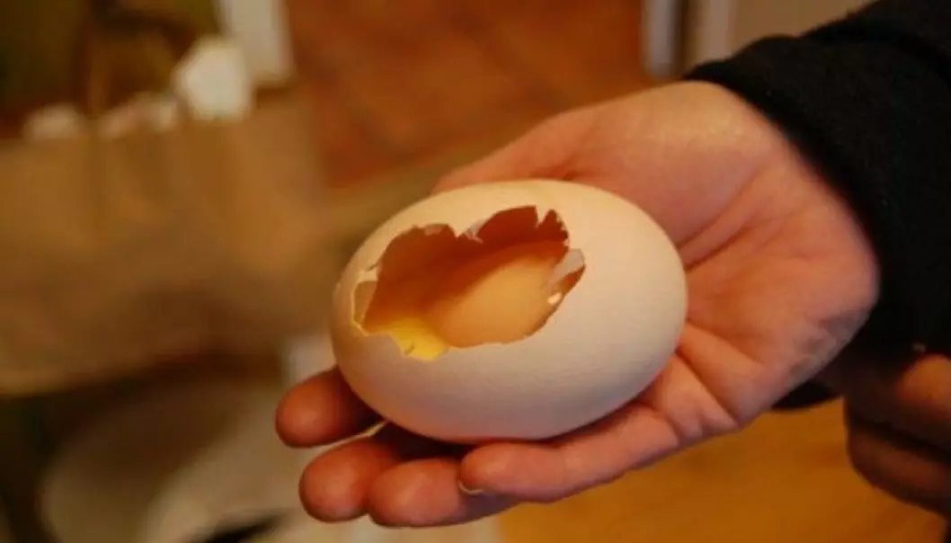 Inni det store egget fant barna et egg som var vanlig.
