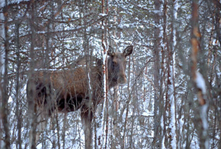 Bly fra ammunisjon brukt mot dyr i skogen tas opp i blodet hos mennesker når vi spiser det, skriver kronikkforfatterne. (Foto: Colourbox.com) Bly fra ammunisjon brukt mot dyr i skogen tas opp i blodet hos mennesker når vi spiser det, skriver kronikkforfatterne. (Foto: Colourbox.com)