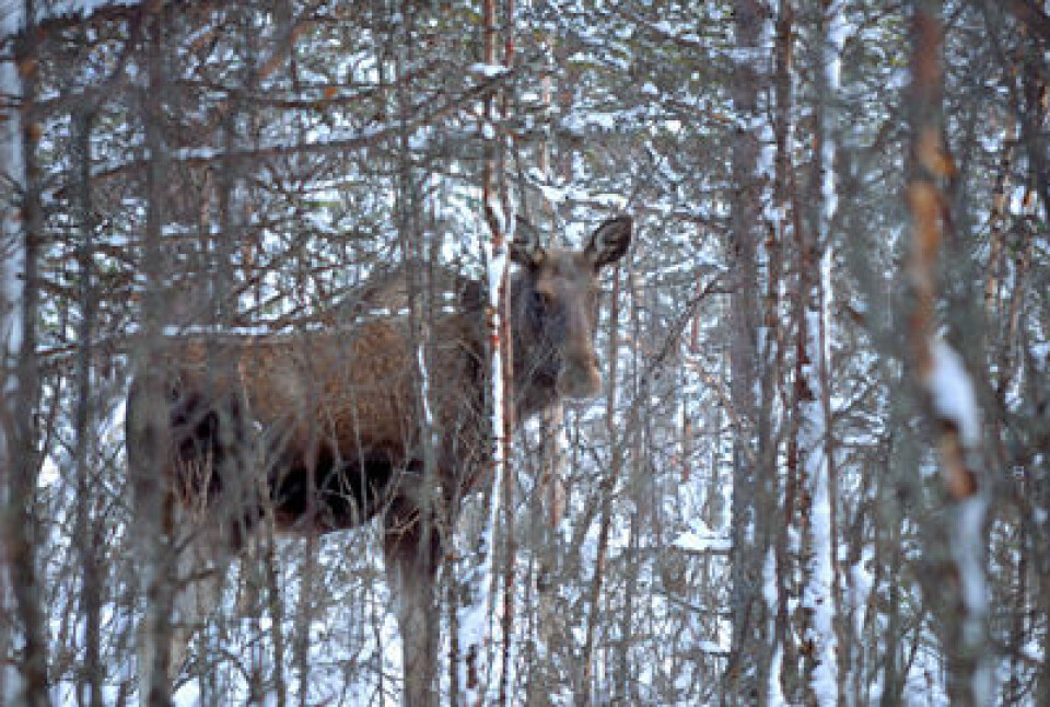 Bly fra ammunisjon brukt mot dyr i skogen tas opp i blodet hos mennesker når vi spiser det, skriver kronikkforfatterne. (Foto: Colourbox.com)