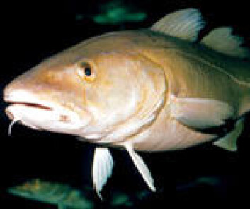 En smak av Norge: Torsk. (Foto: Fiskeriforskning) En smak av Norge: Torsk. (Foto: Fiskeriforskning)