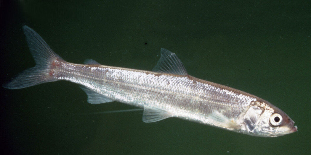 Lågåsilda er en liten laksefisk i sikslekta. Den var en sen østlig innvandrer til Norge etter siste istid og har et naturlig utbredelsesområde bare i det sentrale Østlandsområdet, blant annet i Mjøsa. Lågåsilda er den mest spesialiserte plankton-spiseren blant våre ferskvannsfisker og den er en viktig byttefisk for storørreten i Mjøsa Lågåsilda er en liten laksefisk i sikslekta. Den var en sen østlig innvandrer til Norge etter siste istid og har et naturlig utbredelsesområde bare i det sentrale Østlandsområdet, blant annet i Mjøsa. Lågåsilda er den mest spesialiserte plankton-spiseren blant våre ferskvannsfisker og den er en viktig byttefisk for storørreten i Mjøsa