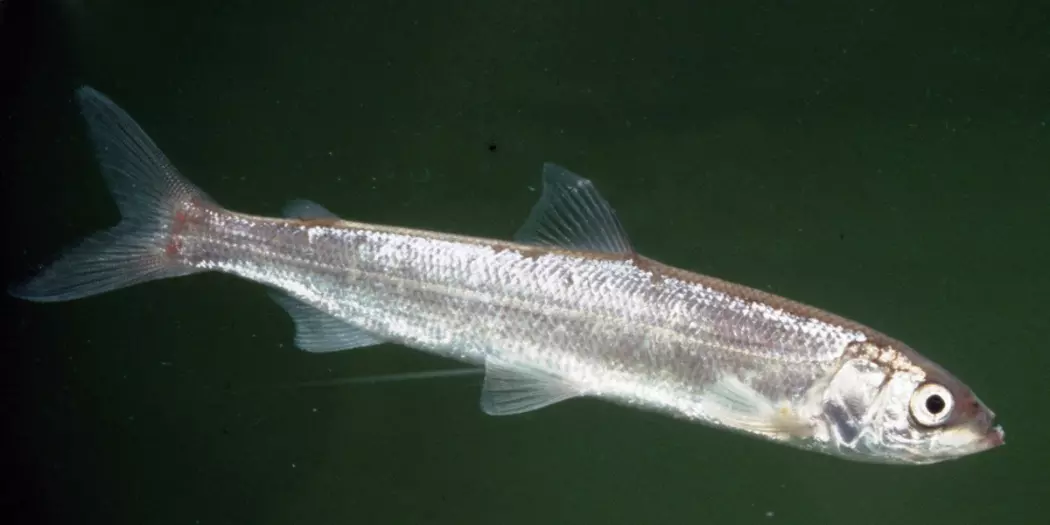 Lågåsilda er en liten laksefisk i sikslekta. Den var en sen østlig innvandrer til Norge etter siste istid og har et naturlig utbredelsesområde bare i det sentrale Østlandsområdet, blant annet i Mjøsa. Lågåsilda er den mest spesialiserte plankton-spiseren blant våre ferskvannsfisker og den er en viktig byttefisk for storørreten i Mjøsa