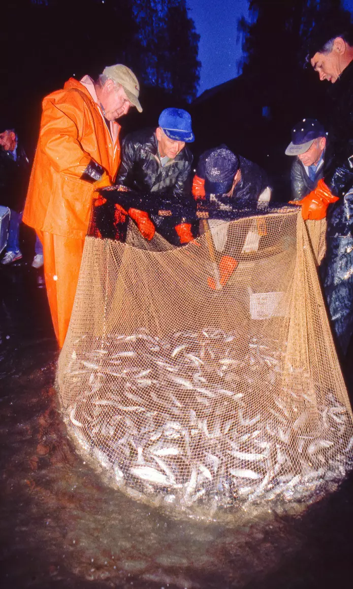 I Lågen ved Fåberg drives lågåsild-fiske med not fortsatt på tradisjonelt vis. På dette bildet fra rundt år 2000 har ihuga lågåsildfiskere på Lortvarpet fått storfangst, 600 kilo lågåsild på ett not-drag.