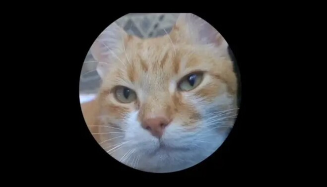 Er katten fornøyd eller misfornøyd? Riktig svar her er at den viser positive følelser, den har netopp hilst blidt på eieren og hoppet opp på fanget. Er katten fornøyd eller misfornøyd? Riktig svar her er at den viser positive følelser, den har netopp hilst blidt på eieren og hoppet opp på fanget.