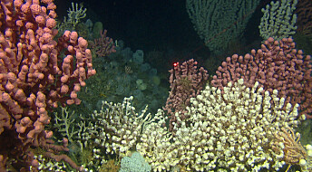Har funnet 200 000 korallrev i havet utenfor Norge