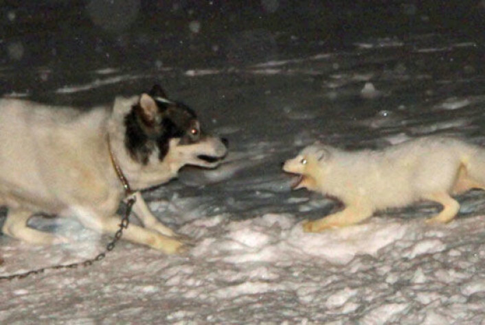 I januar 2011 gikk en polarrev til angrep på tre sledehunder som stod bundet utenfor den meteorologiske stasjonen på øya Hopen på Svalbard. Reven var smittet med rabies. (Foto: Ragnar Sønstebø) I januar 2011 gikk en polarrev til angrep på tre sledehunder som stod bundet utenfor den meteorologiske stasjonen på øya Hopen på Svalbard. Reven var smittet med rabies. (Foto: Ragnar Sønstebø)
