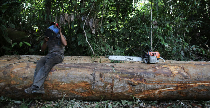 En mann har blitt tatt på fersken i å hugge trær i regnskogen i Amazonas nær Novo Progresso i Brasil. (Foto: Reuters) En mann har blitt tatt på fersken i å hugge trær i regnskogen i Amazonas nær Novo Progresso i Brasil. (Foto: Reuters)