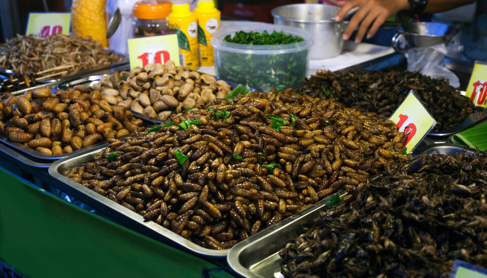 Insekter på et marked for gatemat i Thailand.