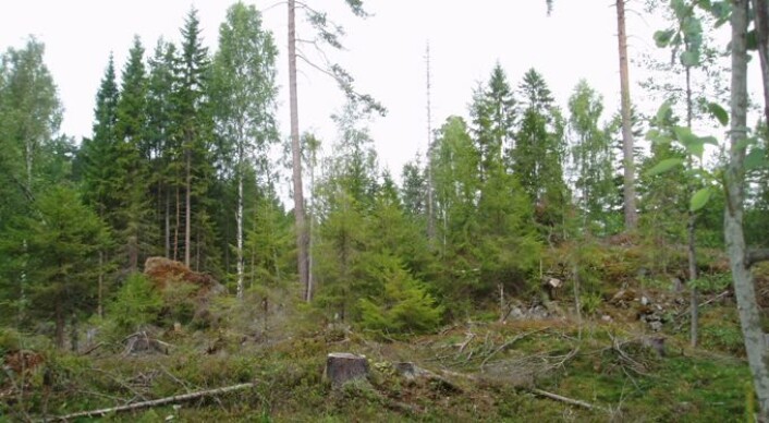 Uttak av hogstavfall (spesielt greiner og topper, GROT) kan bli en viktig kilde til biobrensel i Norge. (Foto: Lars Helge Frivold) Uttak av hogstavfall (spesielt greiner og topper, GROT) kan bli en viktig kilde til biobrensel i Norge. (Foto: Lars Helge Frivold)