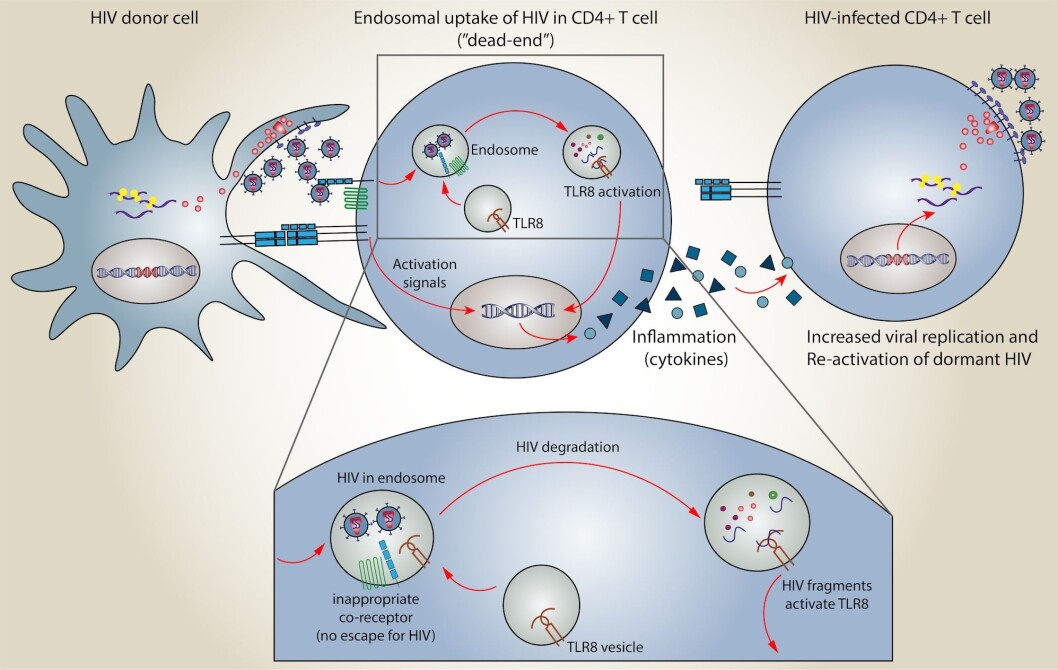 This graphic shows how HIV can get trapped in an endosome, or pocket, on a CD4+T cell (centre cell). Researchers previously thought this was a dead-end for HIV, because the virus wasn’t able to actually replicated. But the new CEMIR research shows that once HIV is in the endosome and is destroyed, its fragments activate a substance called TLR8, which in turn triggers inflammation. The inflammation can then activate HIV in dormant cells, or boost the production of HIV in infected cells. Although this may sound like a bad thing, it offers researchers a way to smoke out HIV in dormant cells, which is an important step in developing a cure. This graphic shows how HIV can get trapped in an endosome, or pocket, on a CD4+T cell (centre cell). Researchers previously thought this was a dead-end for HIV, because the virus wasn’t able to actually replicated. But the new CEMIR research shows that once HIV is in the endosome and is destroyed, its fragments activate a substance called TLR8, which in turn triggers inflammation. The inflammation can then activate HIV in dormant cells, or boost the production of HIV in infected cells. Although this may sound like a bad thing, it offers researchers a way to smoke out HIV in dormant cells, which is an important step in developing a cure.