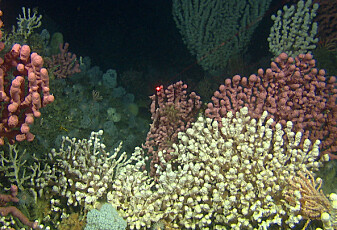 Har funnet 200 000 korallrev utenfor Norge