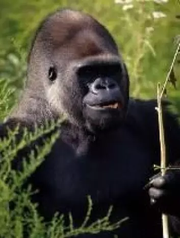 "Flatlusa hoppet fra gorillaer til mennesker."