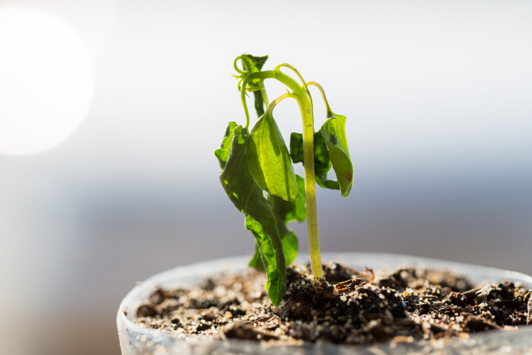 Planter gir beskjed når de er i ferd med å tørste i hjel. Men lydene de lager er umulig for mennesker å høre. Planter gir beskjed når de er i ferd med å tørste i hjel. Men lydene de lager er umulig for mennesker å høre.