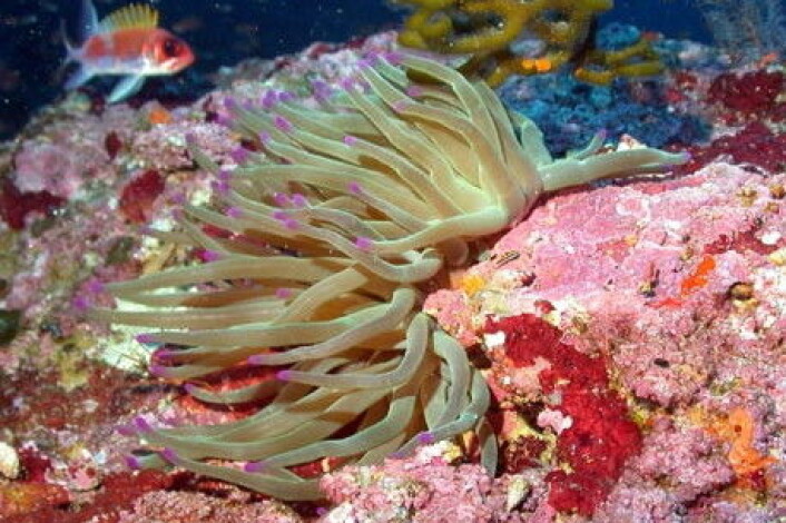 Koralldyr lever enkeltvis eller i kolonier, og varierer i størrelse mellom få millimeter til tre meter. Her en stjernekorall (Condylactis gigantea). (Foto: Wikipedia)