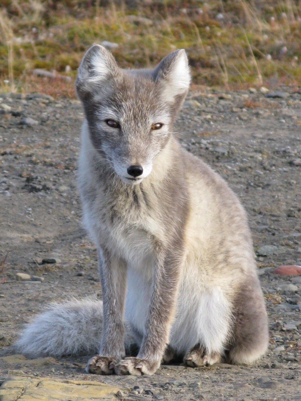 Fjellreven er av verdens naturvernunion (IUCN) utnevnt som 'flaggskipart' for å belyse effektene av klimaendringene. (Foto: Eva Fuglei)