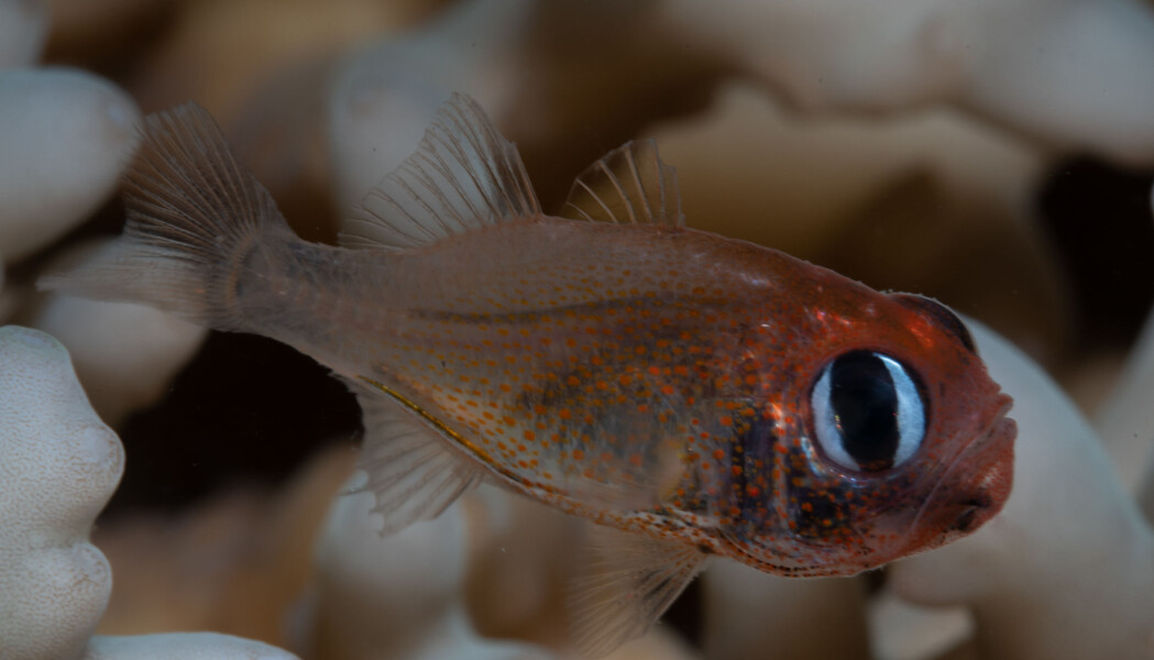Denne lille fisken har tilsynelatende «katteøyne», og er en av 71 nye dyrearter funnet av California Academy of Sciences. Denne lille fisken har tilsynelatende «katteøyne», og er en av 71 nye dyrearter funnet av California Academy of Sciences.