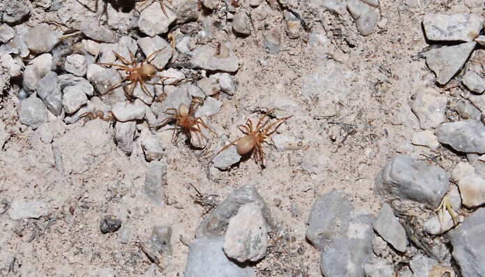 Noen nyoppdagede edderkopper henger og slenger ved en mexicansk maur. Arten har fått det vitenskapelige navnet Myrmecicultor chihuahuensis. Noen nyoppdagede edderkopper henger og slenger ved en mexicansk maur. Arten har fått det vitenskapelige navnet Myrmecicultor chihuahuensis.