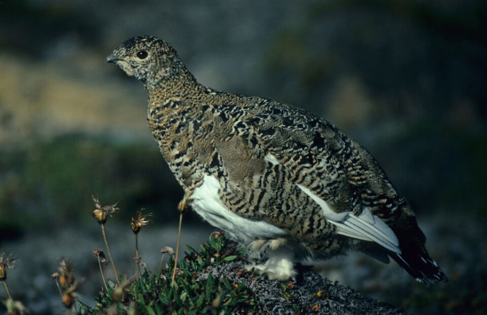 Det er ikke kjent hvilke effekter endringer i klima kan ha på svalbardrypa, men vi vet derimot at fuglen lever i et relativt enkelt økosystem med klare klimapåvirkninger. (Foto: Winfried Dallmann)