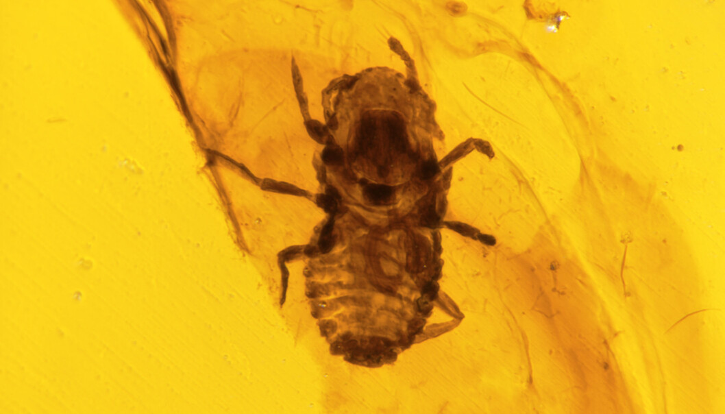 Kjenner lusa på gangen: Den flate kroppen og de korte beina vitner om at dette 100 millioner år gamle insektet var en dinosaurlus. Kjenner lusa på gangen: Den flate kroppen og de korte beina vitner om at dette 100 millioner år gamle insektet var en dinosaurlus.