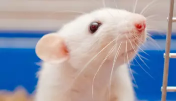 Kan vi bruke rotter til å forske på empati hos mennesker?