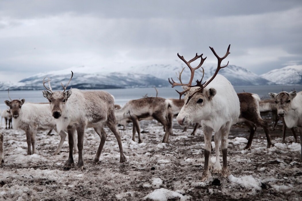Etter at skrantesyke ble funnet hos reinsdyr i den ene av to soner i Nordfjella i 2016, har myndighetene skutt alle villreinene i den ene sonen, i et forsøk på å utrydde sykdommen. Etter at skrantesyke ble funnet hos reinsdyr i den ene av to soner i Nordfjella i 2016, har myndighetene skutt alle villreinene i den ene sonen, i et forsøk på å utrydde sykdommen.