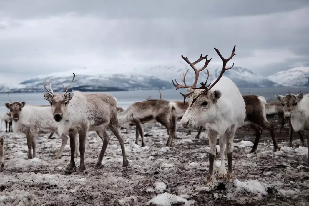 Etter at skrantesyke ble funnet hos reinsdyr i den ene av to soner i Nordfjella i 2016, har myndighetene skutt alle villreinene i den ene sonen, i et forsøk på å utrydde sykdommen.