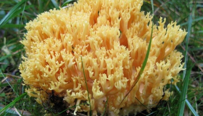 Ny art for Norge: Stor korallsopp Ramaria flavescens. Ny art for Norge: Stor korallsopp Ramaria flavescens.