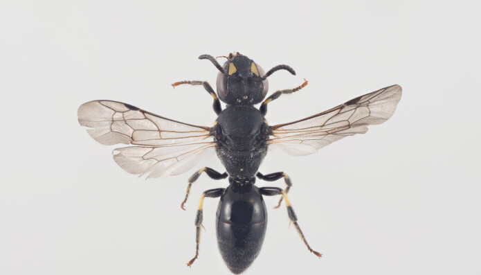 Ny art for Norge: Sumpmaskebie Hylaeus pectoralis er knyttet til takrørskoger. Den kan man få øye på sent i juni og utover i juli. Ny art for Norge: Sumpmaskebie Hylaeus pectoralis er knyttet til takrørskoger. Den kan man få øye på sent i juni og utover i juli.