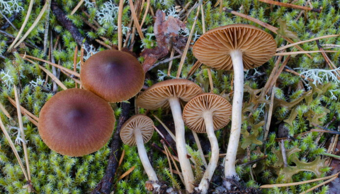 Ny art for Norge: Cortinarius bayeri er en slørsopp som vokser i sandfuruskog. Ny art for Norge: Cortinarius bayeri er en slørsopp som vokser i sandfuruskog.