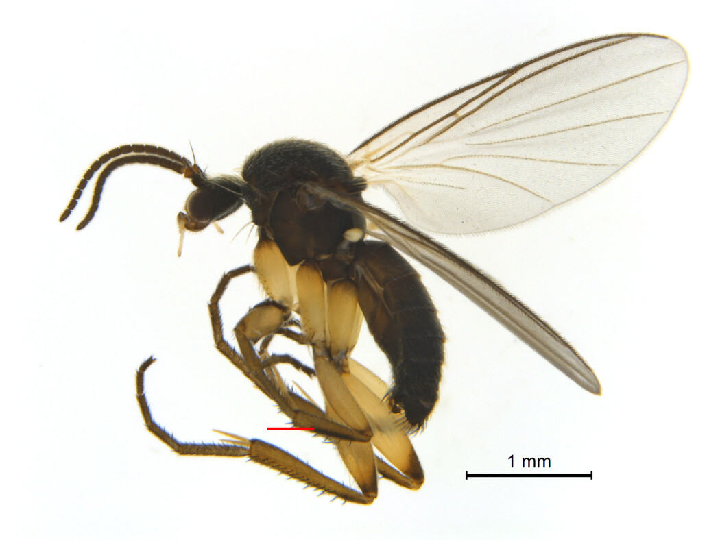 Soppmyggen Docosia tibialis ble fanget i Norge for første gang i 2016, i Reisa nasjonalpark i Troms. Der bodde den i gammel furuskog. Soppmyggen Docosia tibialis ble fanget i Norge for første gang i 2016, i Reisa nasjonalpark i Troms. Der bodde den i gammel furuskog.