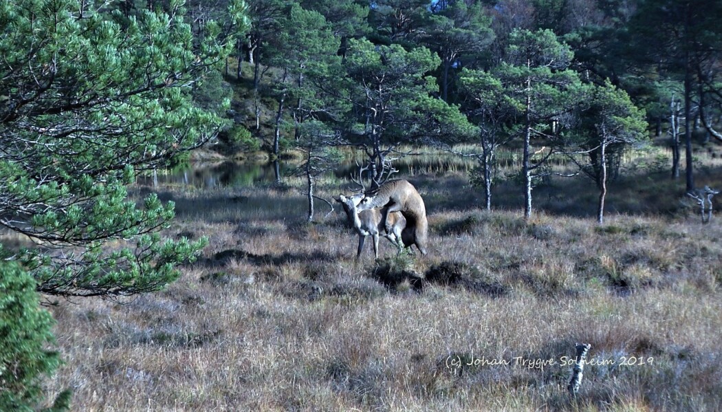 Her vert grunnlaget for bestandsvekst og framtidig suksesshistoriar lagt. Her vert grunnlaget for bestandsvekst og framtidig suksesshistoriar lagt.