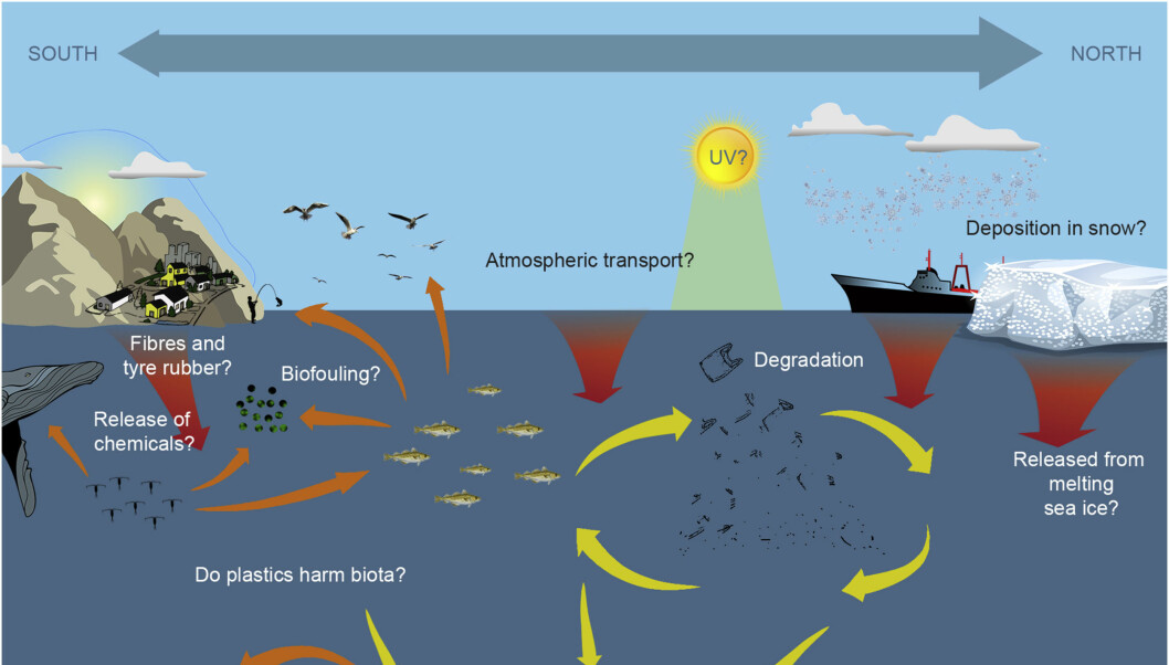 Examples of knowledge gaps regarding distribution, transport and impact of plastic litter in Arctic systems. Red arrows = plastic litter input, yellow arrows = transport pathways, orange arrows = food web transfer.