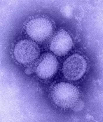 Influensa A (H1N1-virus). Tidligere kjent som svineinfluensa. Fargelagt med blått. (Foto: CDC)