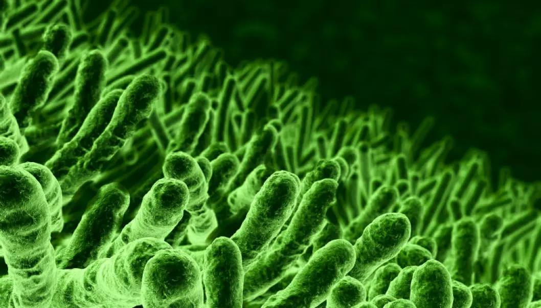 E. coli til besvær