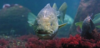 "Alderen for torskens kjønnsmodning har endret seg de siste 70 årene. Evolusjonen skjer raskt på grunn av menneskeskapte klimaendringer, og kan få følger for hele økobalansen i havet." "Alderen for torskens kjønnsmodning har endret seg de siste 70 årene. Evolusjonen skjer raskt på grunn av menneskeskapte klimaendringer, og kan få følger for hele økobalansen i havet."