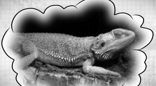 Dinosaurene kan ha hatt samme søvnmønster som oss