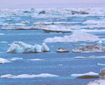 "Den økende issmeltingen i Arktis de senere årene bekymrer forskerne."