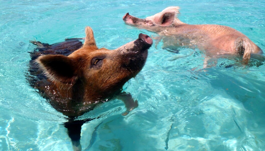 Her ser du griser som bor på øya Pig Beach, ei øy i Bahamas. Disse grisene er mer i vannet enn på land. Her ser du griser som bor på øya Pig Beach, ei øy i Bahamas. Disse grisene er mer i vannet enn på land.